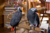 IMG_1039_bartuskn.nl.jpg