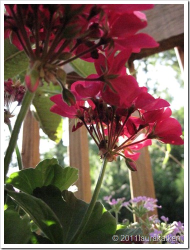 blogspostflower blogspostflower
