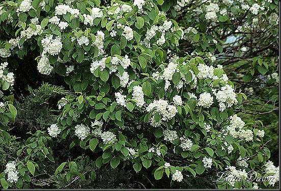 DA_Viburnum_NewportDoublefile2