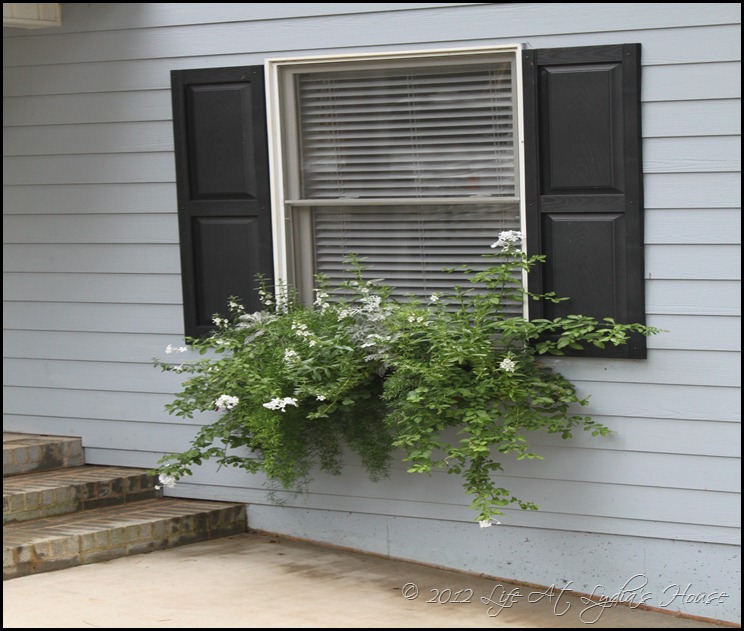window box 11 window box 11