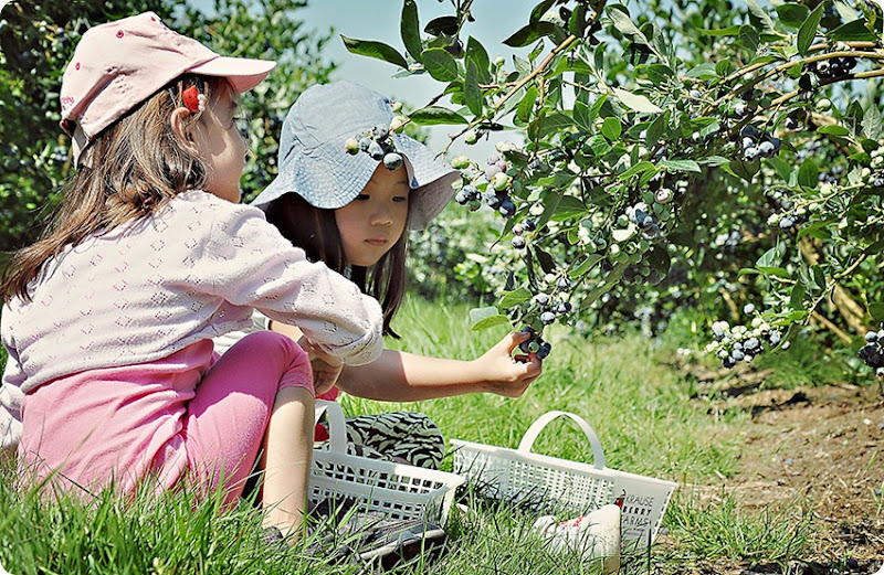 Berry-picking-(1) Berry-picking-(1)