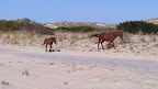 Cycle NC 2011 - Wild Horses - Corolla, NC.