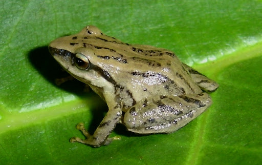 E_acutirostris1