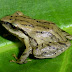 E_acutirostris1