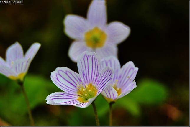 DSC_5281 DSC_5281