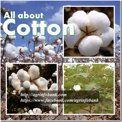 All about cotton