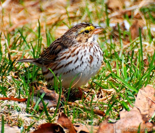 1. Savannah Sparrow-kab