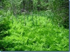 4618 Bass Lake Provincial Park - Waterview Trail hike