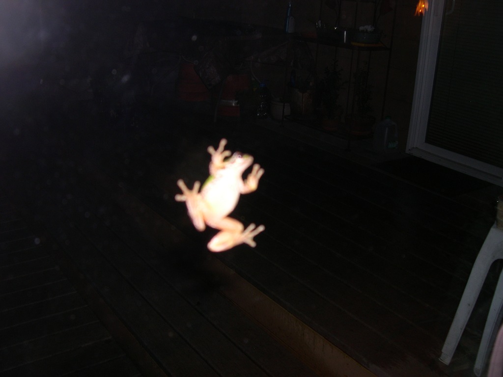 [Peeping-frog3.jpg]