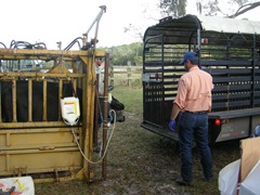 feed cows 073 feed cows 073
