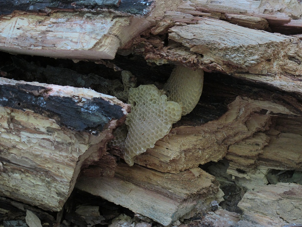 [honeycomb-in-fallen-tree7.jpg]