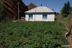 Growing potatoes in your back yard