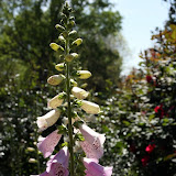 IMG_2492.JPG