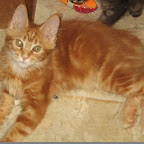Gilbert @ 3 months. Photo © Jean Thompson/Jennifer Sable raz- 5-4 016.jpg