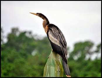 02a1 - birds - Anhinga