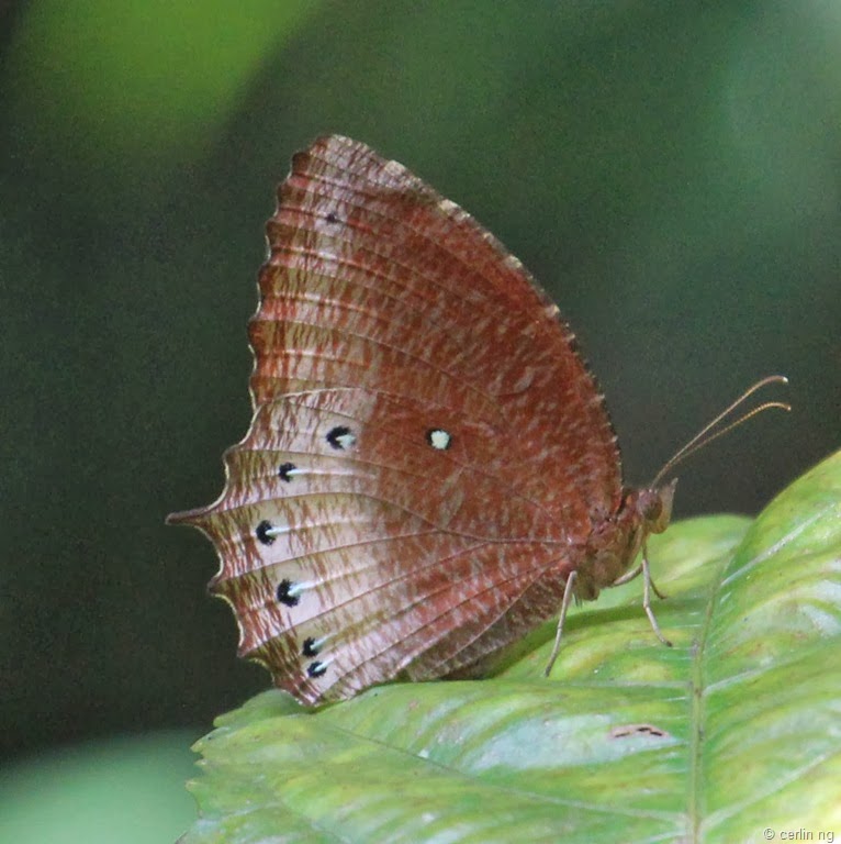 [tawny-palmfly3.jpg]