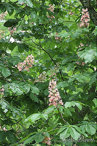 [DA_Aesculus_pavia_Koehenii_FloweringBuckeye4_SM%255B8%255D.jpg]