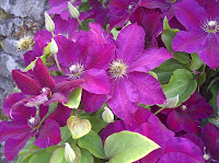 Clematis in flower