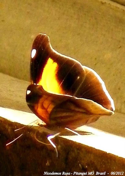 Lépidoptères de Pitangui au Minas Gerais - Historis odius dious LAMAS, 1995. Pitangui (MG, Brésil), 24 juin 2012. Photo : Nicodemos Rosa