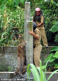 leopard capture