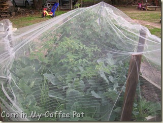 Garden Harvest  last week Nov 2011 004