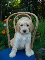 adorable labradoodle puppy dog