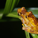 Hyla ebracata