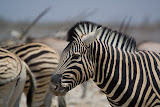 Zebra - Etosha, Namibia