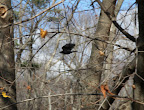 Will you just look at it take flight?  Did you know that during the day, groups of crows may fly up to fifty miles in pursuit of food?