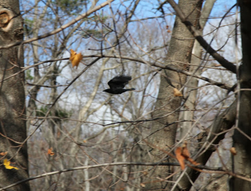 Will you just look at it take flight?  Did you know that during the day, groups of crows may fly up to fifty miles in pursuit of food?