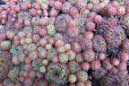 Hens and Chicks survive drought and heat, and they are very hardy.  These would do well along the the path.  Plus, they're very cute.