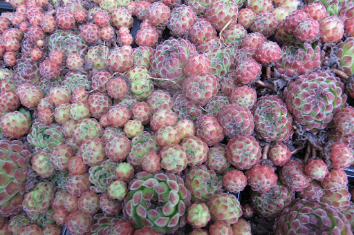 Hens and Chicks survive drought and heat, and they are very hardy.  These would do well along the the path.  Plus, they're very cute.