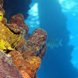 Salt Pier diving