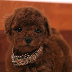 dog617-2.jpg