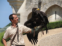 Falconry display