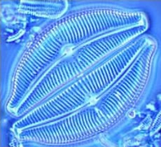 diatoms diatoms