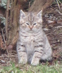 12.20.12 lighter kitten under shrub