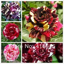 [MENTIRA%252019%2520New-Rose-Seeds-5-Different-Colors-Rare-Cream-Rose-Light-Fragrance-Novelty-Colouring-Of-Burgundy.jpg_220x220%255B2%255D.jpg]