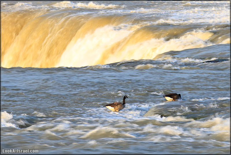 Америка 2.0 / Ниагарский водопад (foto america  фото моря и океаны водопады видео  20111017 usa niagara falls 053 8763)