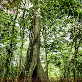 Árvore gigante -  Parque da Pedra Pintada -  El Valle - Panamá