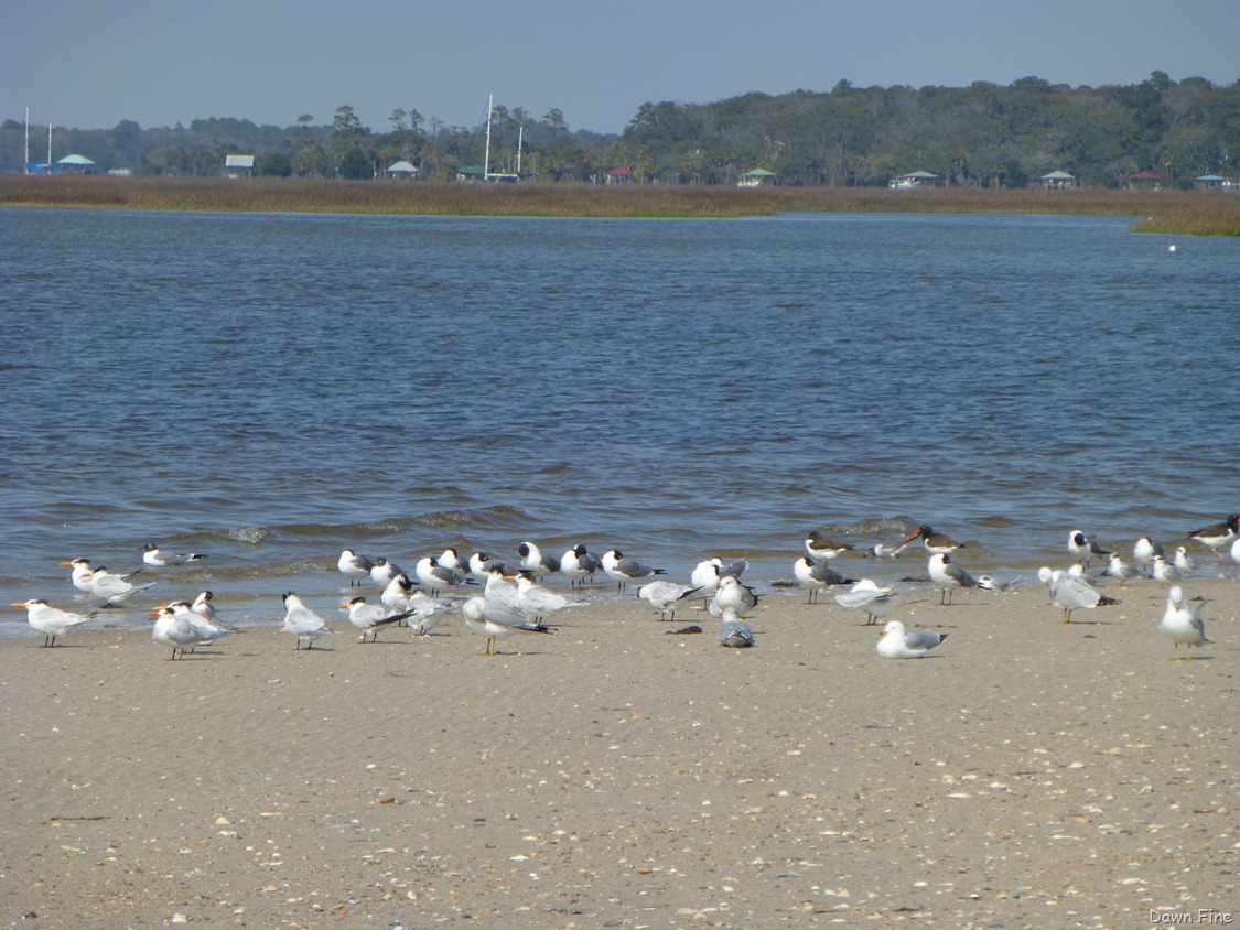 [edisto-beach_0013.jpg]