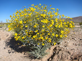 Brittle Bush off the S2