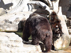 denver_zoo