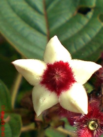 Ashanti Blood or Nusa Indah (Mussaenda erythrophylla) flower_2