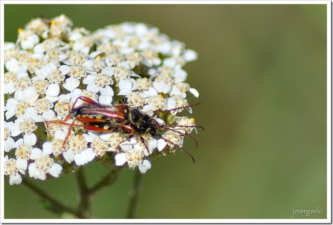 DSC_0698 DSC_0698