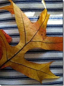 IMG_2317 IMG_2317
