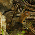 Cascade.golden-mantled.ground.squirrel.dscn3584