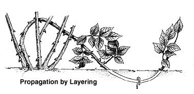  as well as layering are artificial methods of vegetative propagation widely proficient yesteryear agricul MR X Difference betwixt Cutting as well as Layering