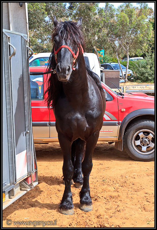 Stallion Show 2011   Лучшие лошади Израиля (foto il  шоу шарон и шфела путешествия выставки музеи фестивали братья наши  20110416 stllion show 003 1985)