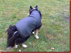 tango in raincoat tango in raincoat